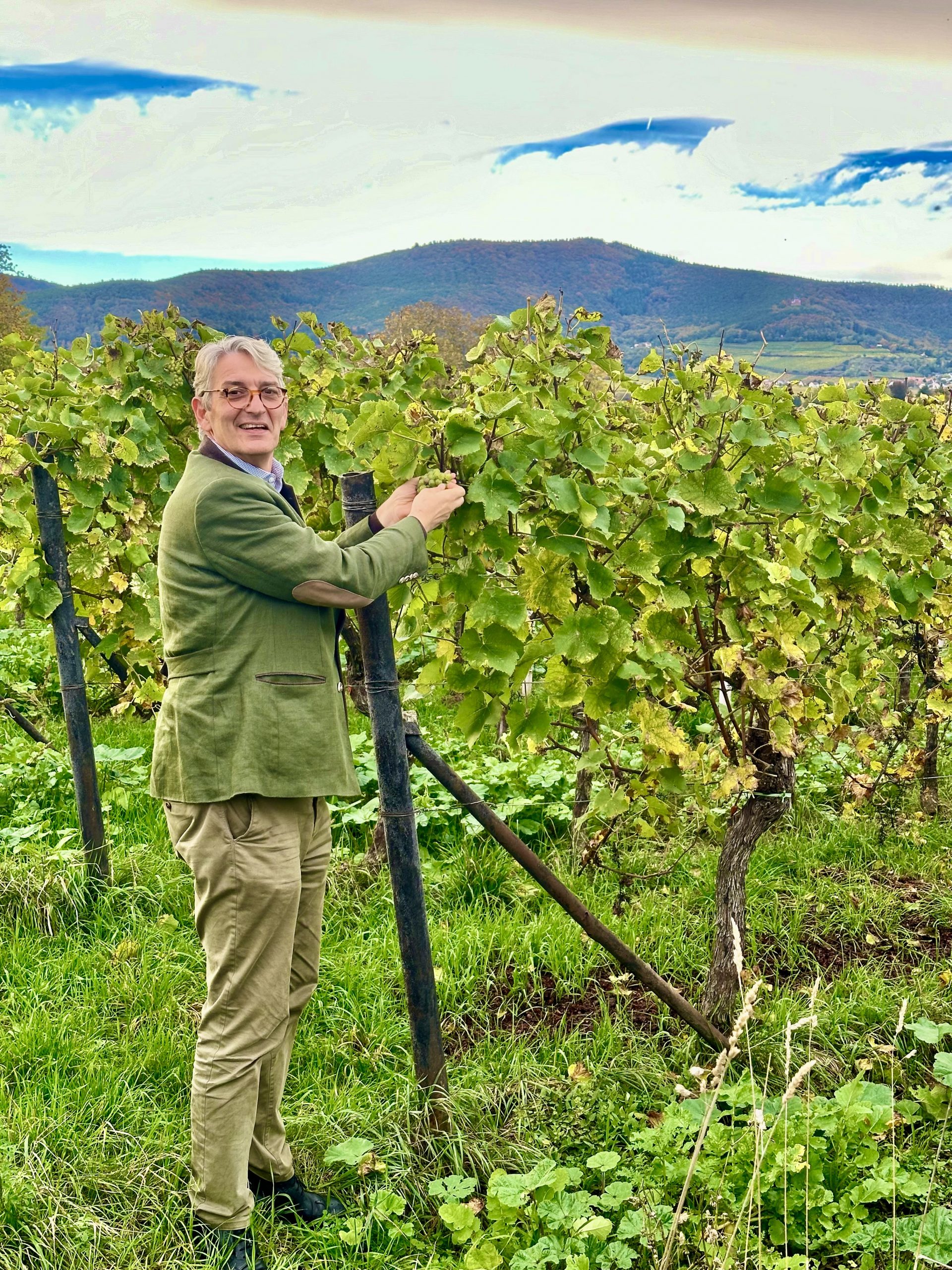 Wolfgang Wetzel bei der Handlese im Weinberg