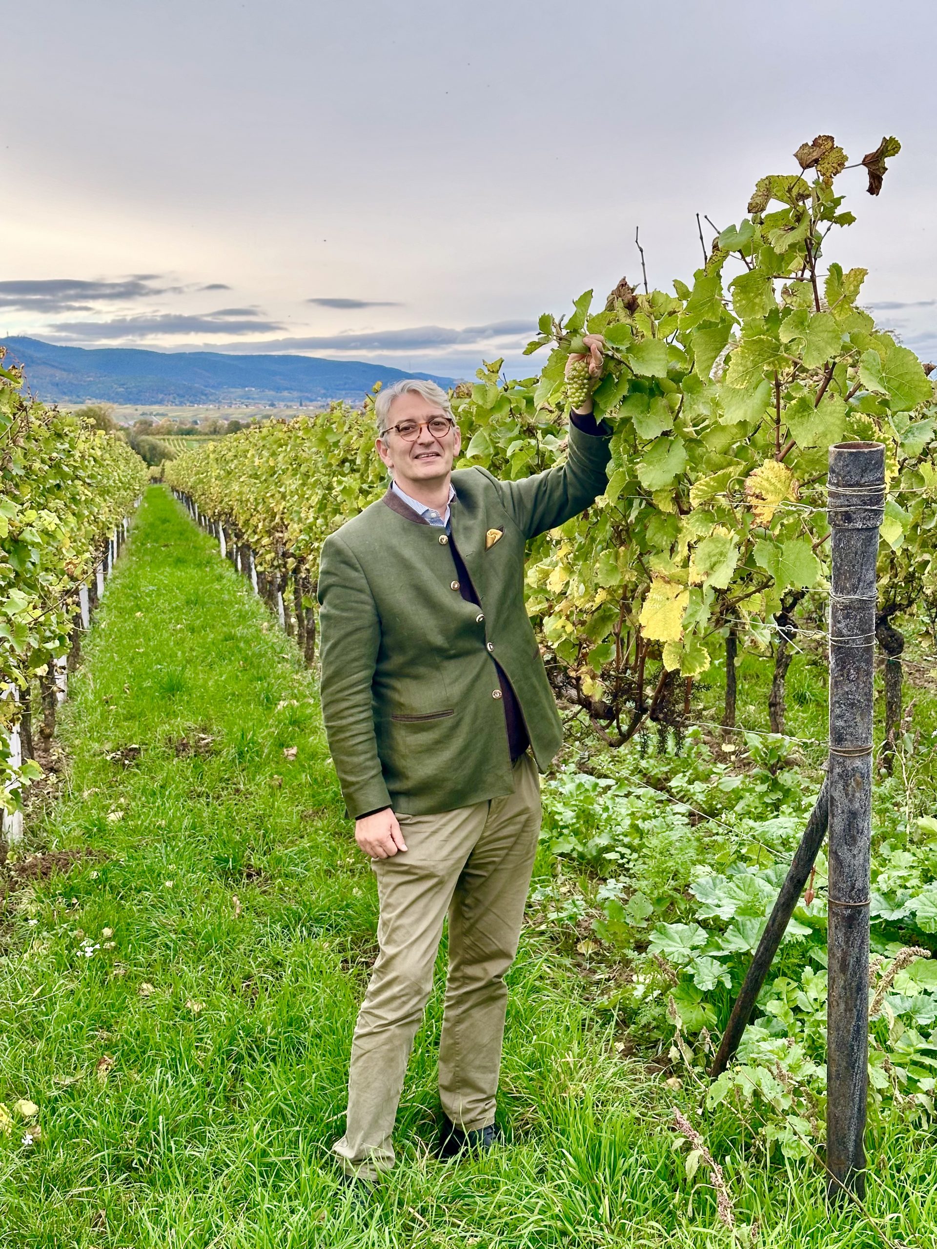 Weinberge im Weinbaugebiet Pfalz